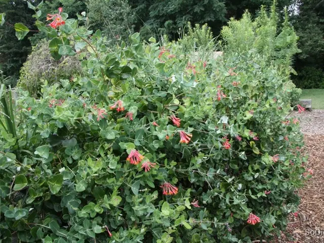 Gardening Zones According to USDA in Georgia - Map Displaying Georgia's Growing Zones